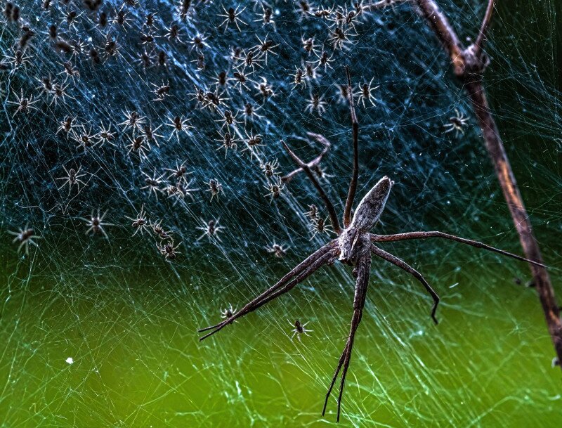 06_0_1629_0298_daroczi_csaba_csaladi_halozat-2