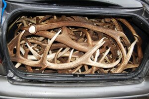 100 kiló szarvasagancsot találtak egy autóban