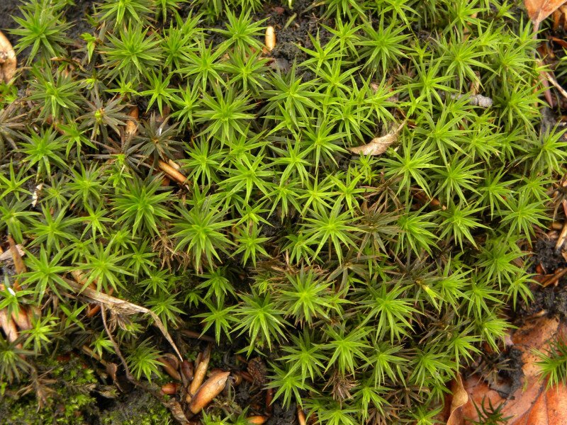 �������� �