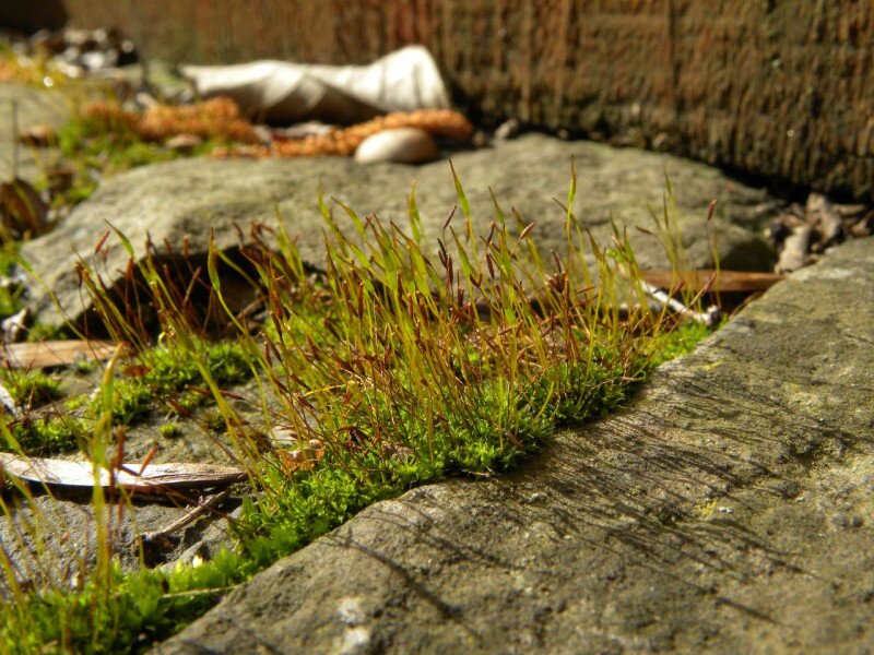 �������� �