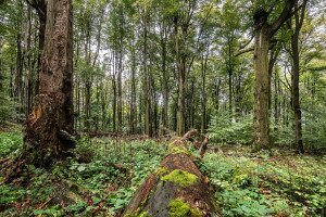 A természet dinamikája – Hazai erdőrezervátumok
