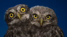 A természet ezer arca – Galéria