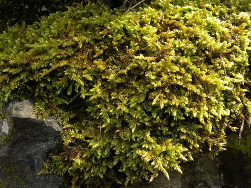 �������� �