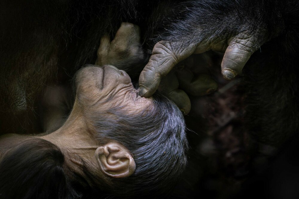 Chimpanzee-touch-young-Tomasz-Szpila-NPOTY-peoples-choice