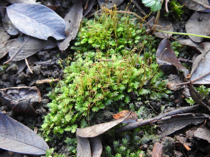 �������� �