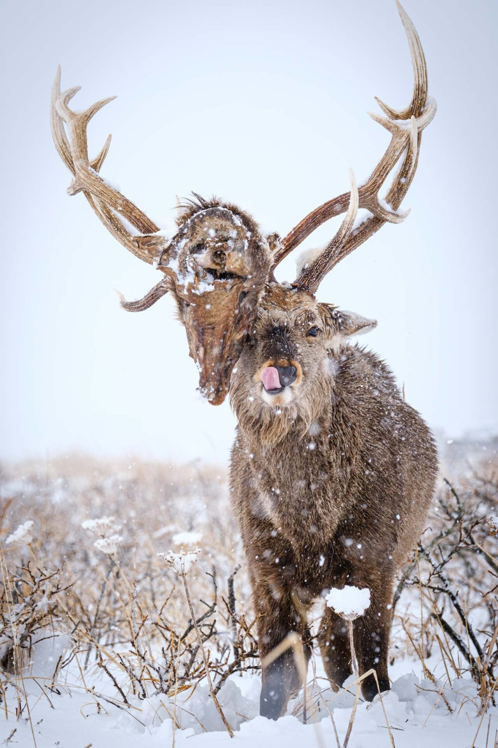 Deer-with-another-dead-deer-Yuto-Hirasawa-NPOTY-Peoples-Choice