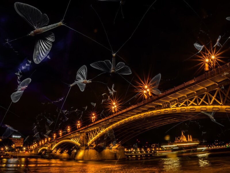 Dunavirágok Budapesten