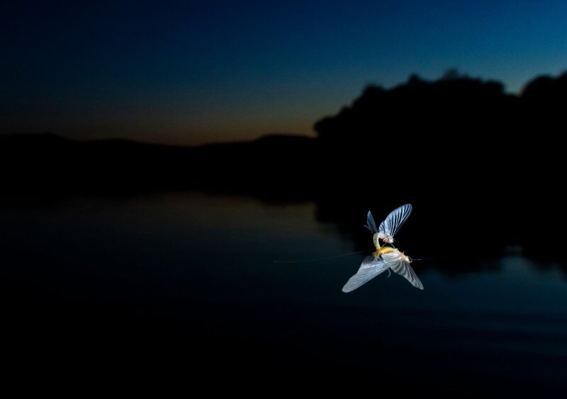 Dunavirágok párzása