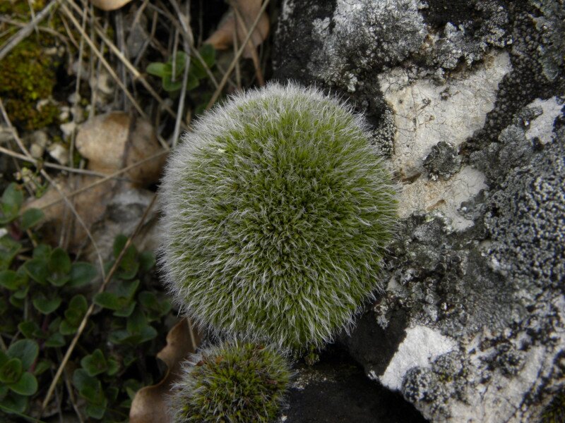 �������� �