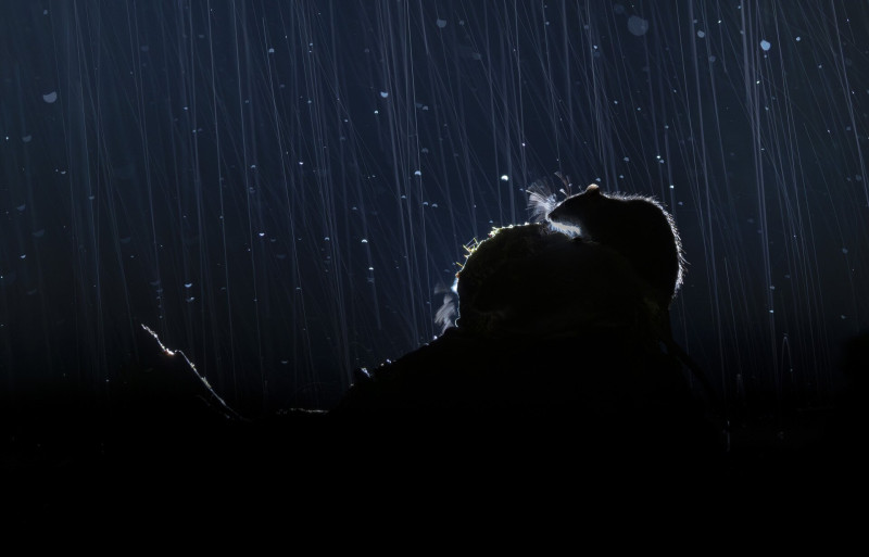 Egy vándorpatkány sziluettje esőben