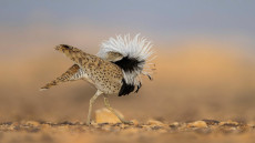 Ezek lettek 2025 legjobb madárfotói