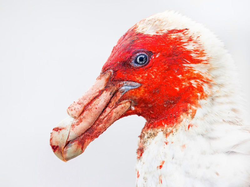 Féres fejű viharmadárféle