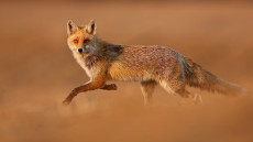 Festői képek hazai természetfotósoktól