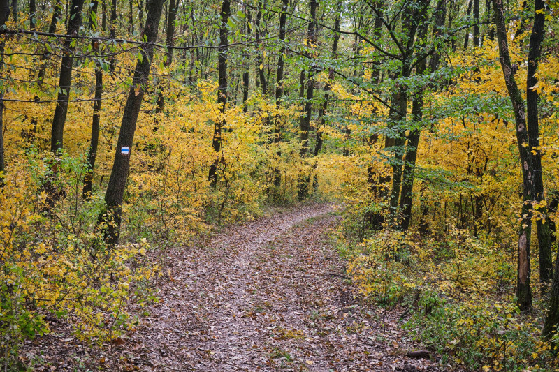 Gerecse őszi színekben