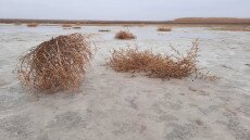 Guruló gömbök lepik el a Fehér-tavat