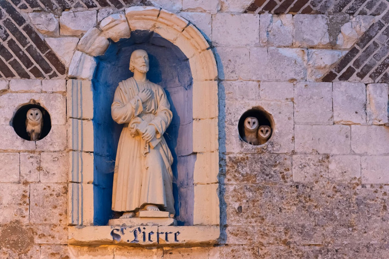 Gyöngybaglyok egy kápolnában