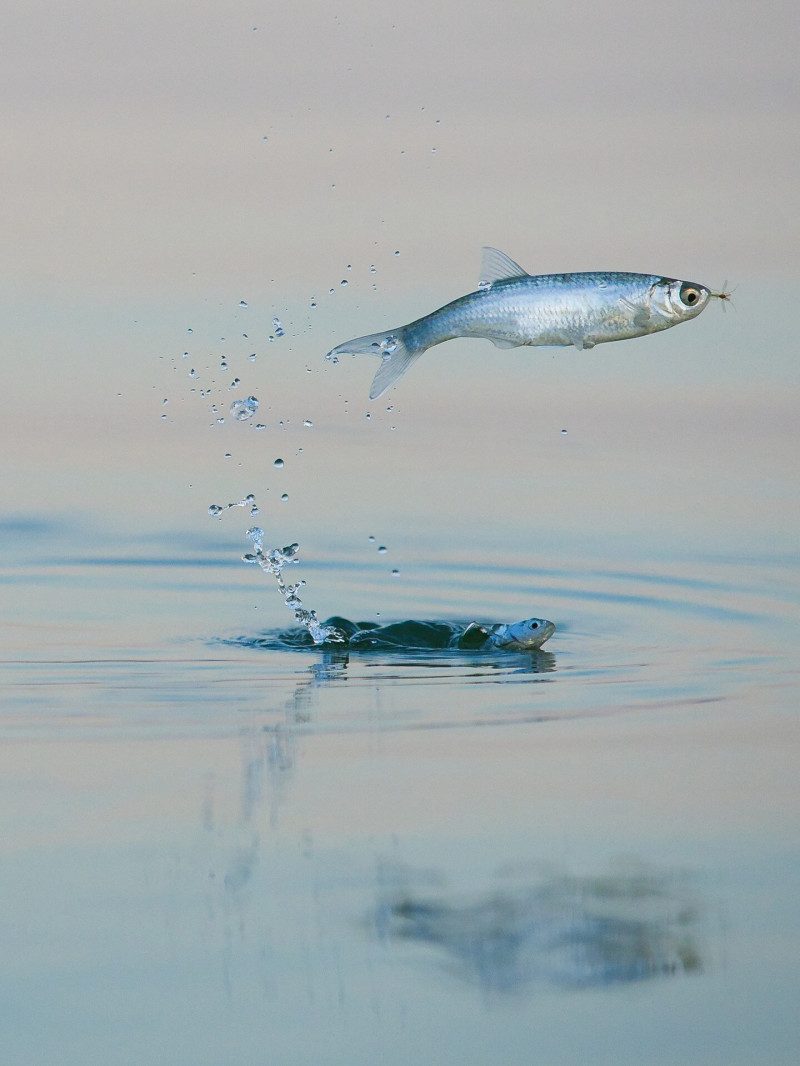 Hal ugrik ki a vízből és elkap egy árvaszúnyogot