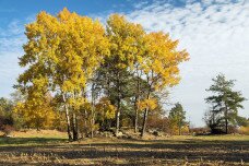 Három fa, egy korona – melyik lesz 2026-ban az Év Fája Magyarországon?