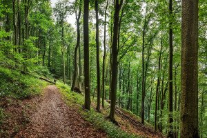 Hogyan segítenek az erdőrezervátumok az erdők megértésében?