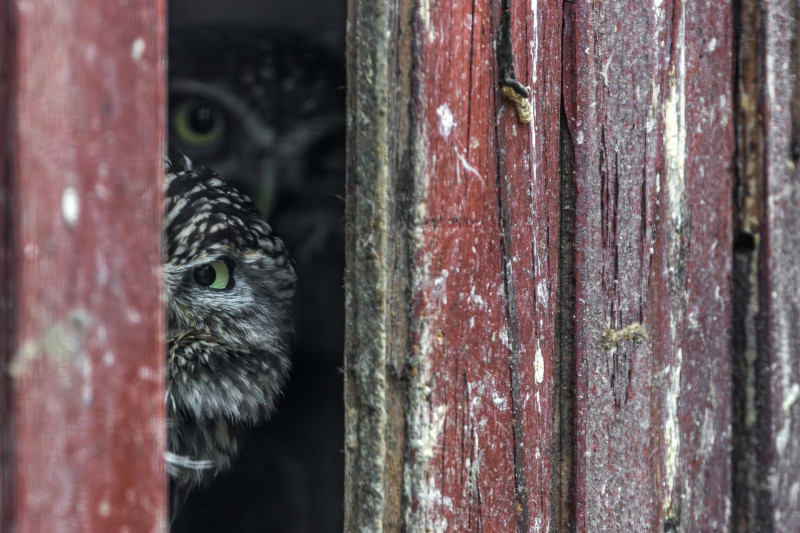 Kuvikok kukucskálnak