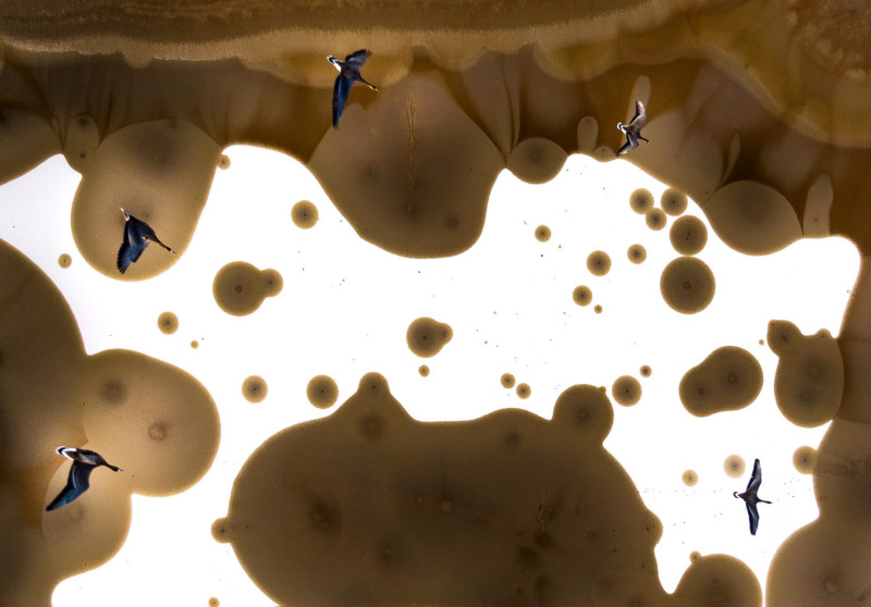 Ludak repülnek egy szikes tó felett