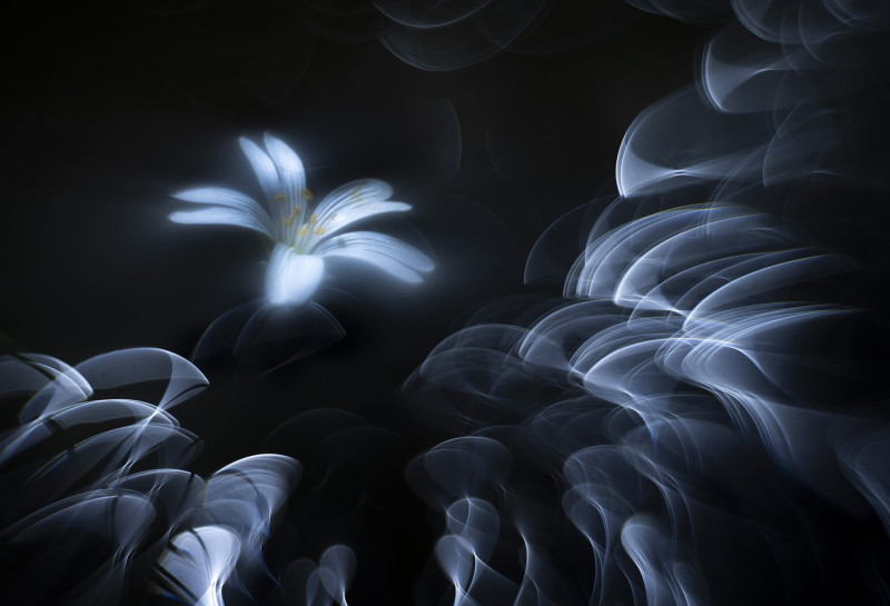 Művészi fotó egy csillaghúr virágról