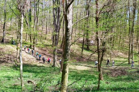 Népszerű volt a medvehagymás fesztivál Kisgyónon