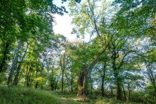 Öreg erdők és famatuzsálemek nyomában a Gerecsében