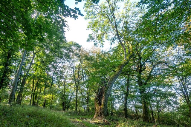 Öreg erdők és famatuzsálemek nyomában a Gerecsében
