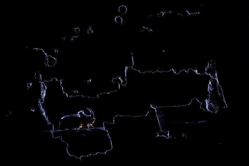 Orrszarvúbogár sziluettje