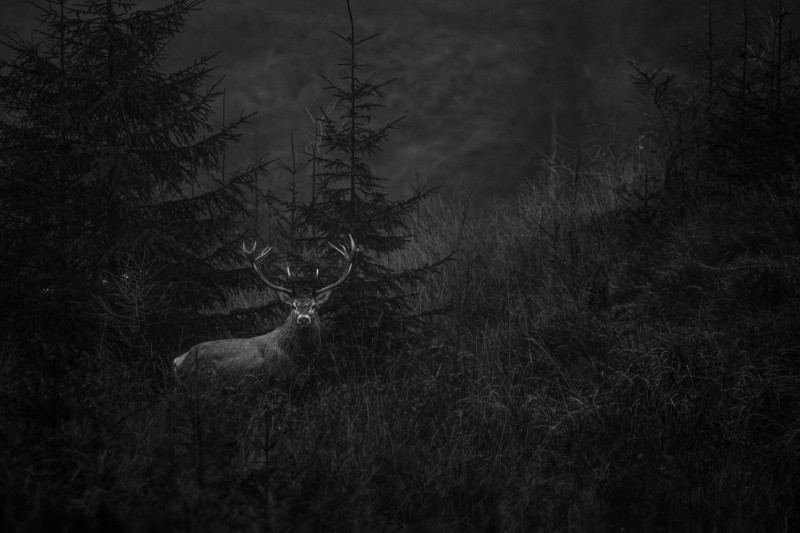 Szarvasbika Erdélyben