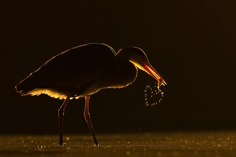 Szürke gém zsákmánnyal