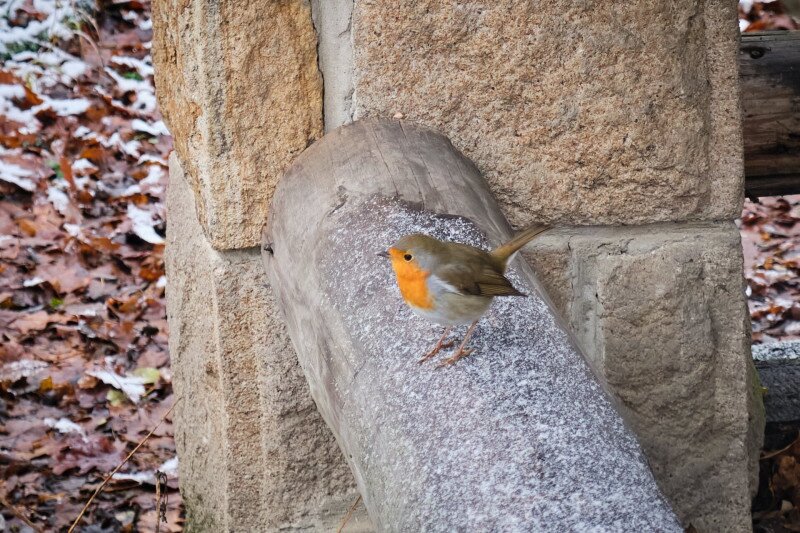 Tél a Börzsönyben, hó, köd