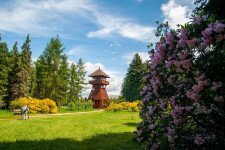 Teljes pompában a Jeli Arborétum rododendronjai