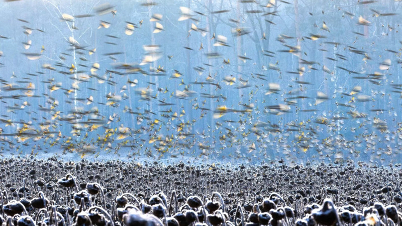 Tengelicek egy napraforgómező felett