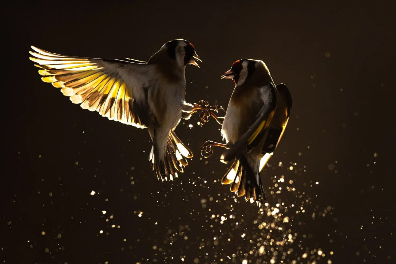 Tengelicek veszekednek