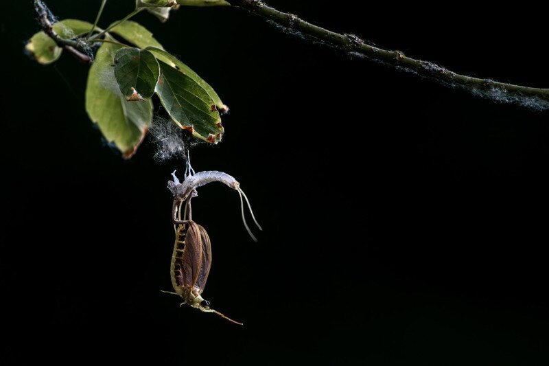 Tiszavirág vedlése