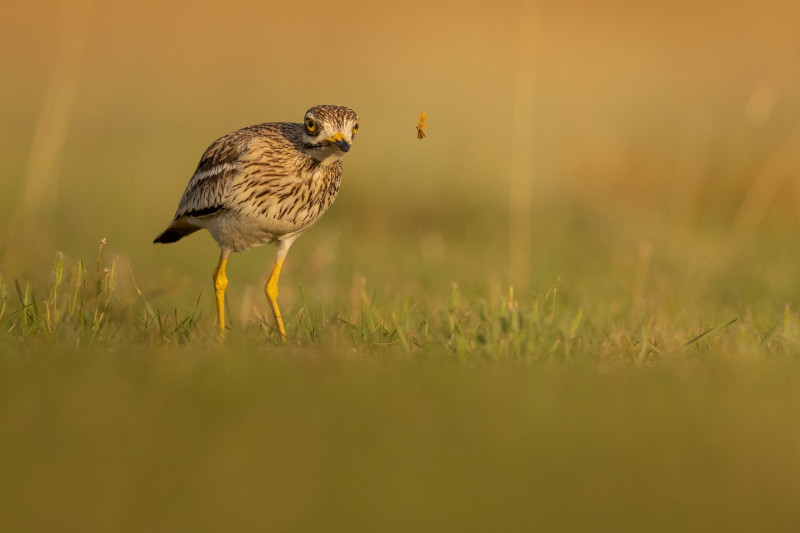 Ugartyúk a Hortobágyon