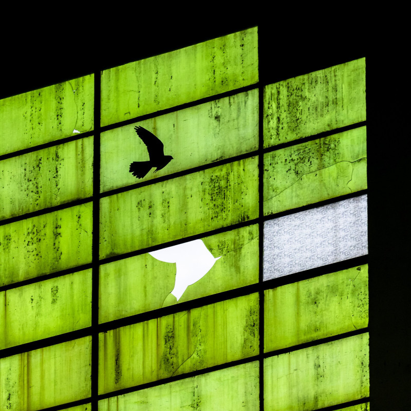 Vércse és kitörött üveg sziluettje