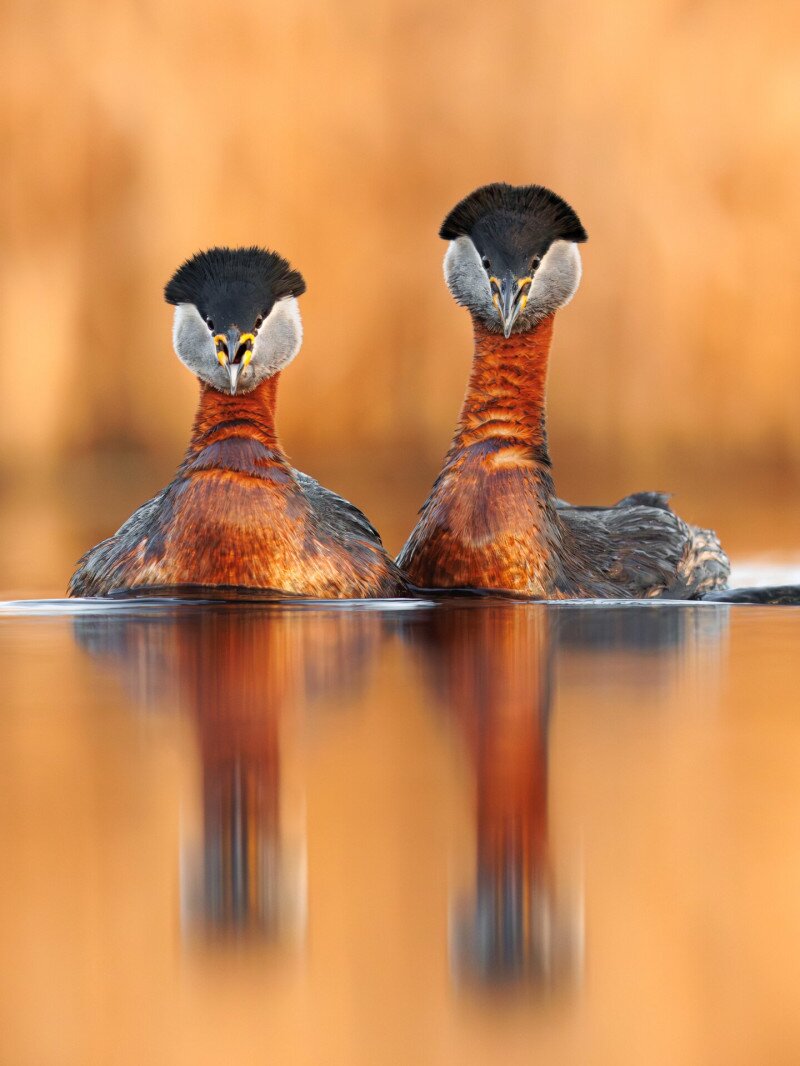 Vörösnyakú vöcskök