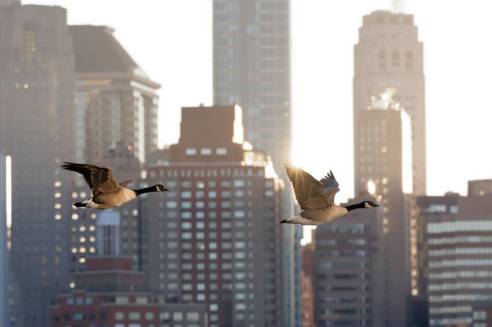 Wild flight in Manhattan/Branta Canadensis
